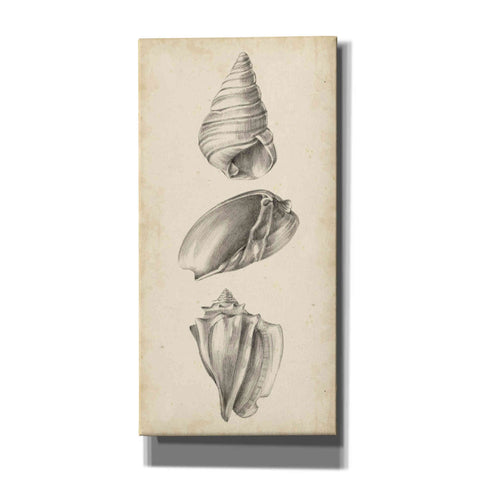 Image of "Antique Shell Study Panel II" by Ethan Harper, Canvas Wall Art