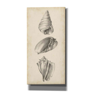 "Antique Shell Study Panel II" by Ethan Harper, Canvas Wall Art