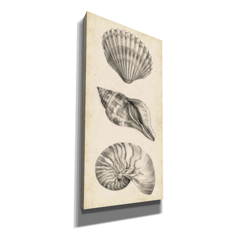 Image of "Antique Shell Study Panel I" by Ethan Harper, Canvas Wall Art