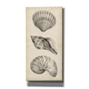 "Antique Shell Study Panel I" by Ethan Harper, Canvas Wall Art