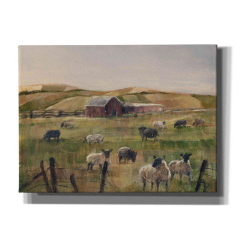 Image of "Grazing Sheep II" by Ethan Harper, Canvas Wall Art