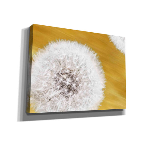 Image of "Blowballs On Gold Blur 2" by Hal Halli, Canvas Wall Art