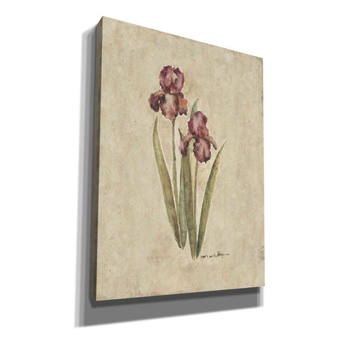 Image of 'Springtime Iris' by Marilyn Hageman, Canvas Wall Art