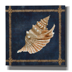 'Seashell on Navy V' by Cindy Jacobs, Canvas Wall Art