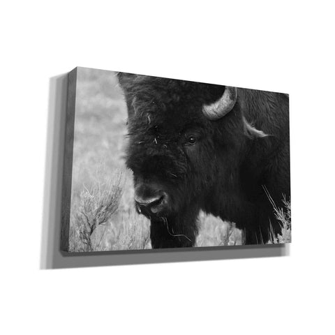 Image of 'Yellowstone Bison' by Lori Deiter, Canvas Wall Art