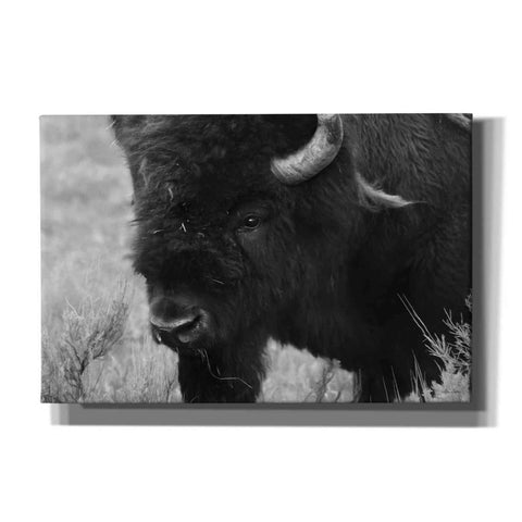 Image of 'Yellowstone Bison' by Lori Deiter, Canvas Wall Art