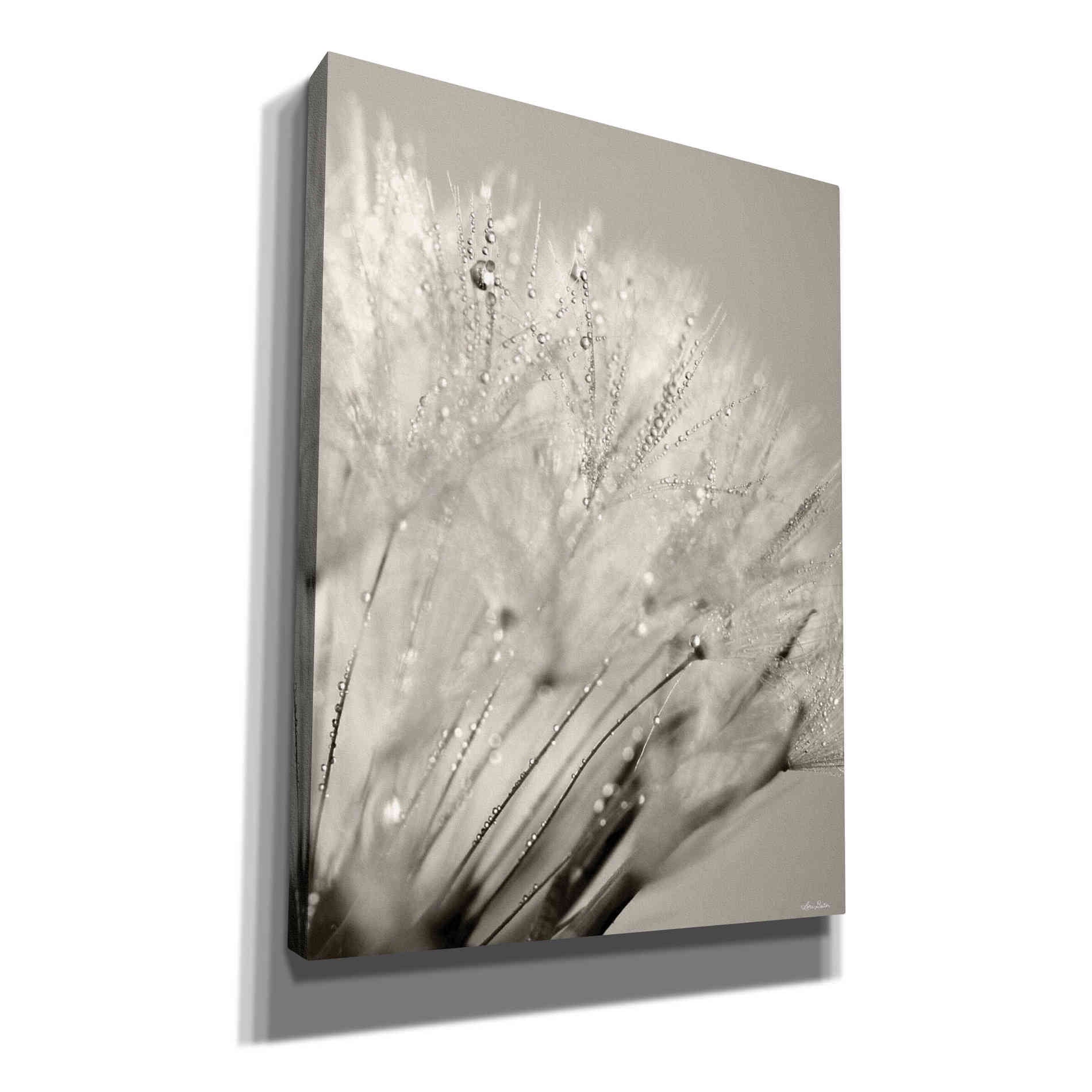 'Dandelion Jewels I' by Lori Deiter, Canvas Wall Art