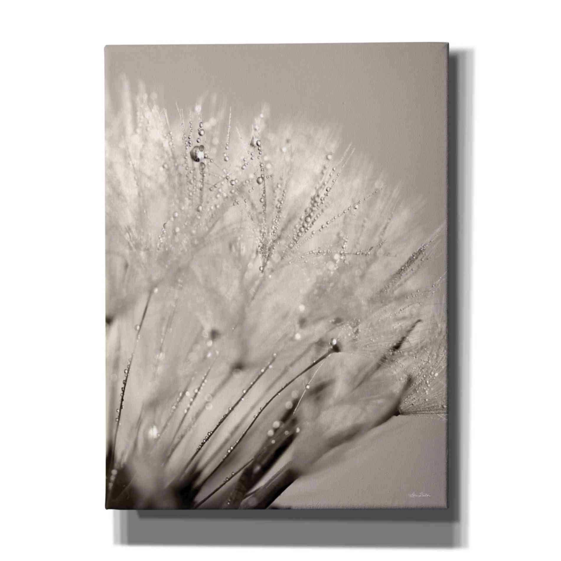 'Dandelion Jewels I' by Lori Deiter, Canvas Wall Art
