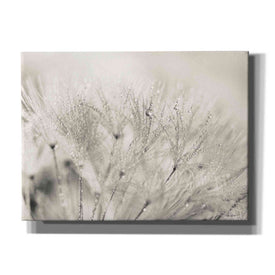 'Dandelion Jewels II' by Lori Deiter, Canvas Wall Art