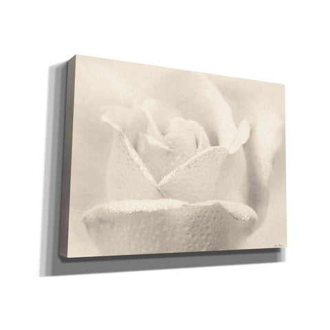 Image of 'White Rose' by Lori Deiter, Canvas Wall Art