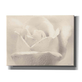 'White Rose' by Lori Deiter, Canvas Wall Art