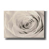 'Cream Rose' by Lori Deiter, Canvas Wall Art
