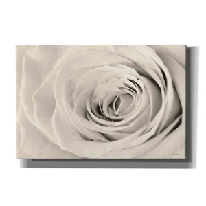 'Cream Rose' by Lori Deiter, Canvas Wall Art
