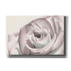 'Blush Rose I' by Lori Deiter, Canvas Wall Art
