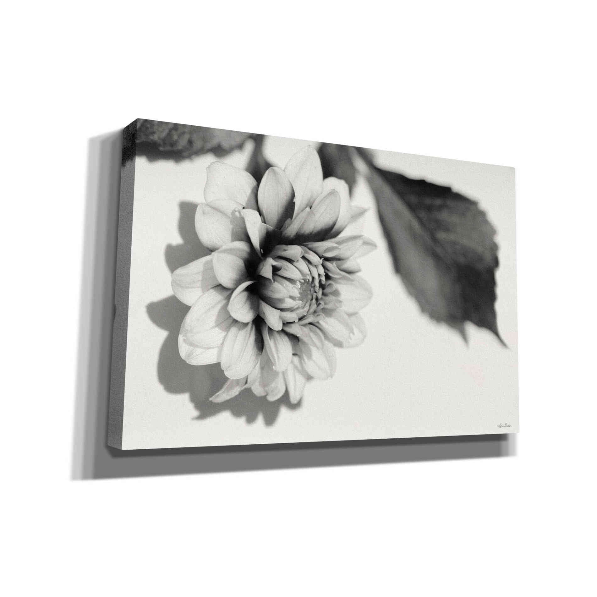 'White Dahlia I' by Lori Deiter, Canvas Wall Art