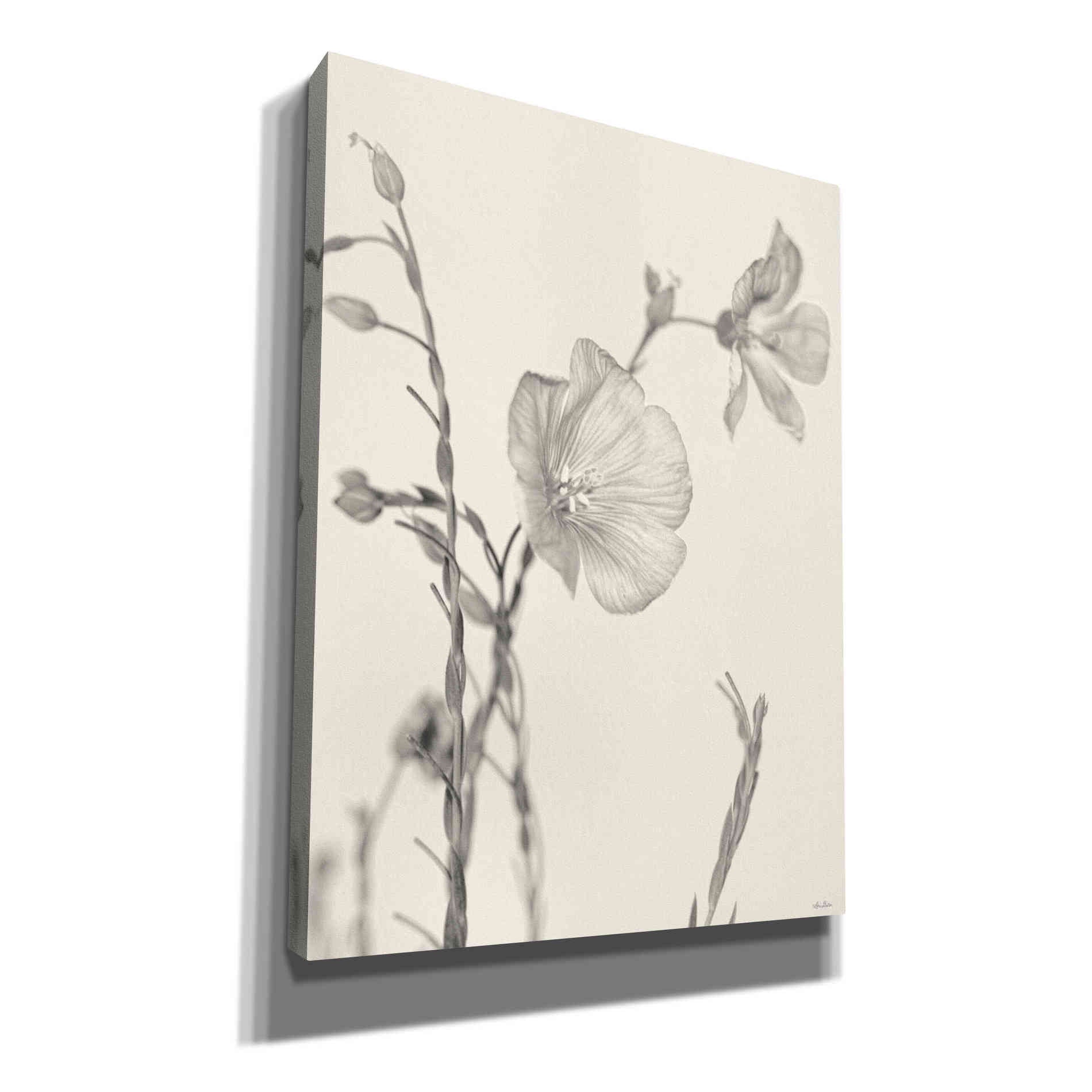 'Faded Flower II' by Lori Deiter, Canvas Wall Art