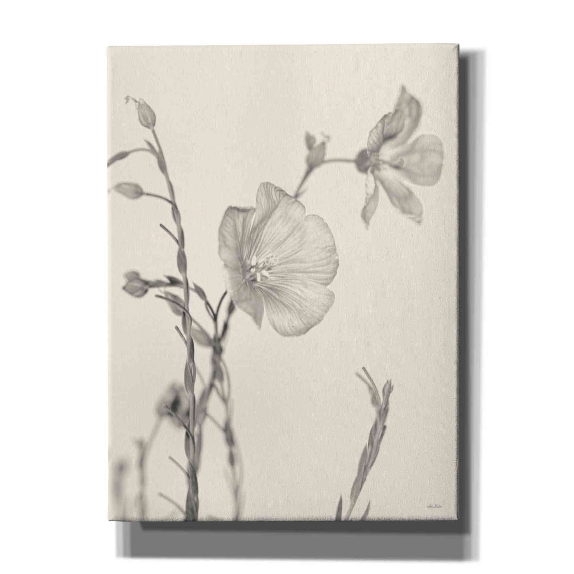 'Faded Flower II' by Lori Deiter, Canvas Wall Art