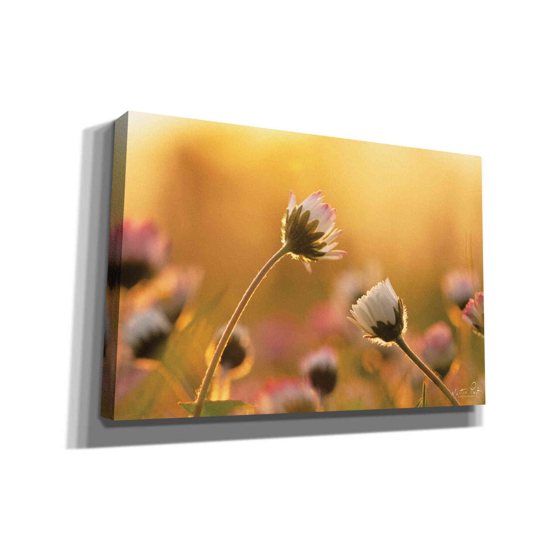'Daisies' by Martin Podt, Canvas Wall Art