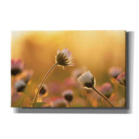Image of 'Daisies' by Martin Podt, Canvas Wall Art