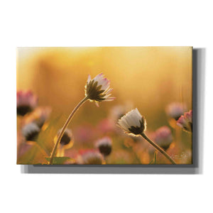 'Daisies' by Martin Podt, Canvas Wall Art