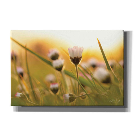 Image of 'Daisy at Sunset' by Martin Podt, Canvas Wall Art