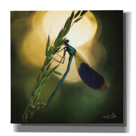 'Damselfly in Backlight' by Martin Podt, Canvas Wall Art
