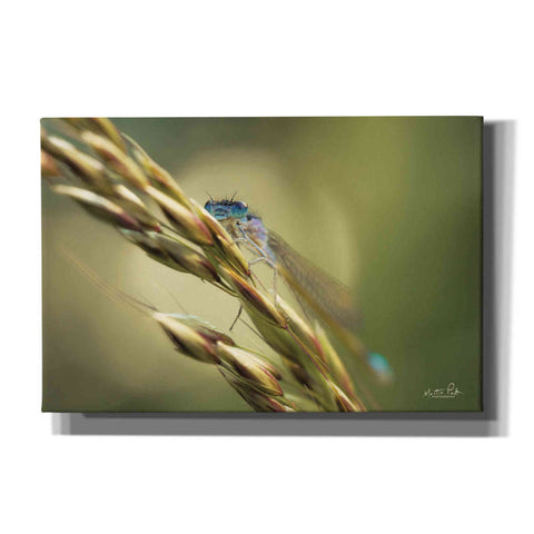 Image of 'Damselfly' by Martin Podt, Canvas Wall Art