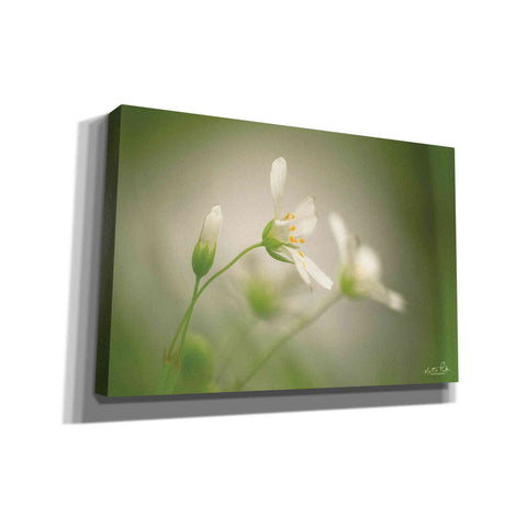 Image of 'Stellaria' by Martin Podt, Canvas Wall Art
