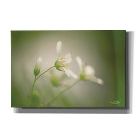 'Stellaria' by Martin Podt, Canvas Wall Art