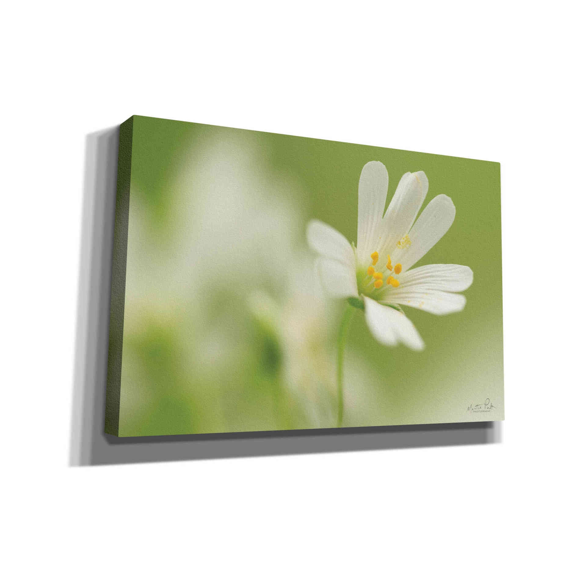 'Stellaria Holostea' by Martin Podt, Canvas Wall Art