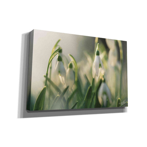 Image of 'Snowdrops' by Martin Podt, Canvas Wall Art