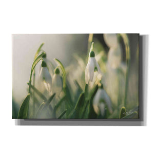'Snowdrops' by Martin Podt, Canvas Wall Art