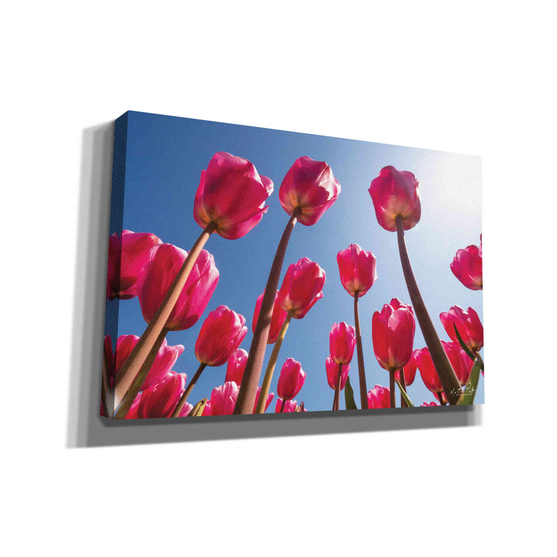 'Look Up in Pink' by Martin Podt, Canvas Wall Art