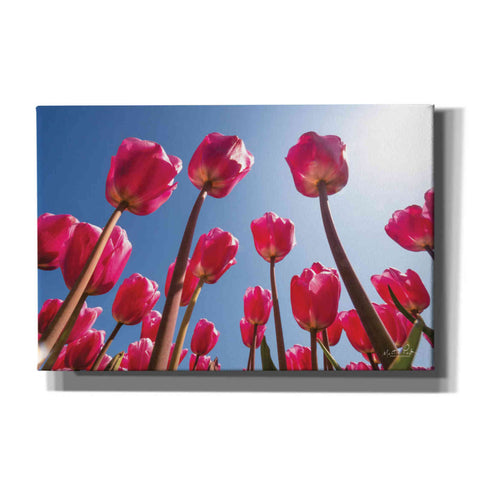 Image of 'Look Up in Pink' by Martin Podt, Canvas Wall Art