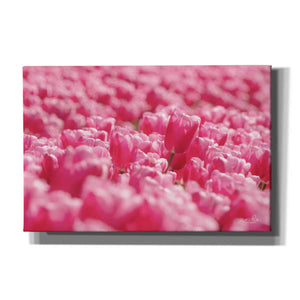 'Pink Field' by Martin Podt, Canvas Wall Art