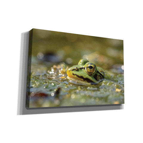 Image of 'Frog' by Martin Podt, Canvas Wall Art