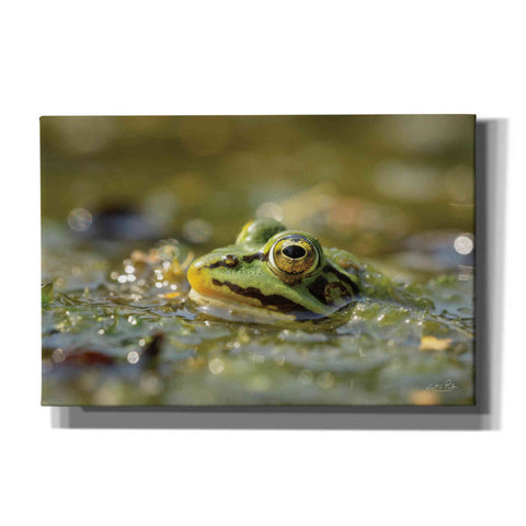 Image of 'Frog' by Martin Podt, Canvas Wall Art