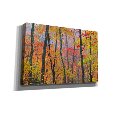 Image of 'Autumn Colors' by Patrick Zephyr, Canvas Wall Art