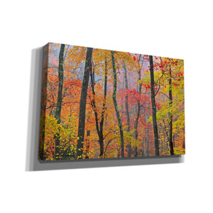 'Autumn Colors' by Patrick Zephyr, Canvas Wall Art