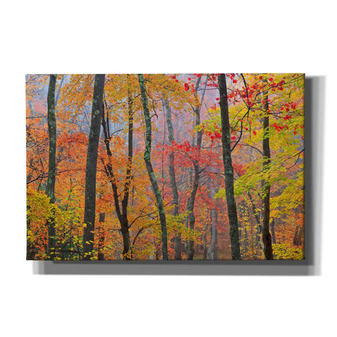 Image of 'Autumn Colors' by Patrick Zephyr, Canvas Wall Art