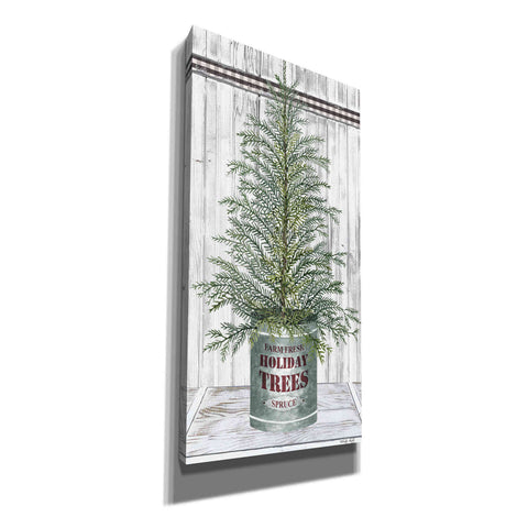 Image of 'Galvanized Pot Spruce' by Cindy Jacobs, Canvas Wall Art