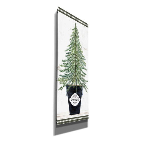 Image of 'Fir Tree' by Cindy Jacobs, Canvas Wall Art
