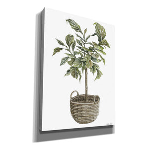 'Fig Tree I' by Cindy Jacobs, Canvas Wall Art