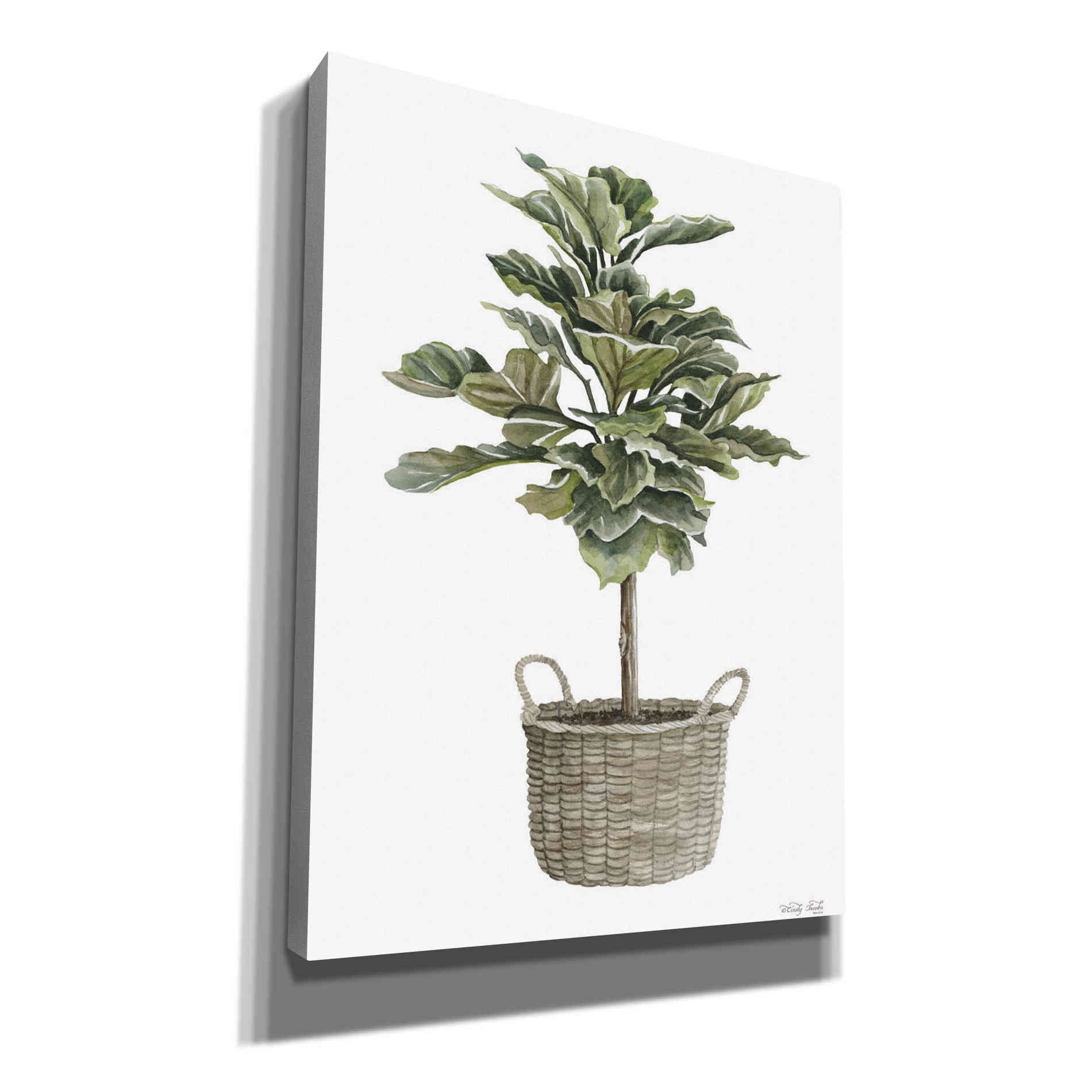 'Fig Tree II' by Cindy Jacobs, Canvas Wall Art