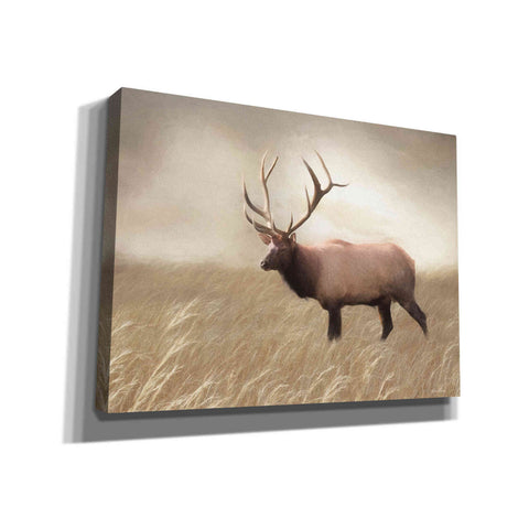 Image of 'Elk in the Field' by Lori Deiter, Canvas Wall Art