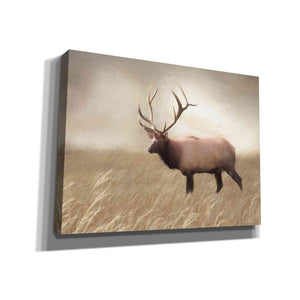 'Elk in the Field' by Lori Deiter, Canvas Wall Art