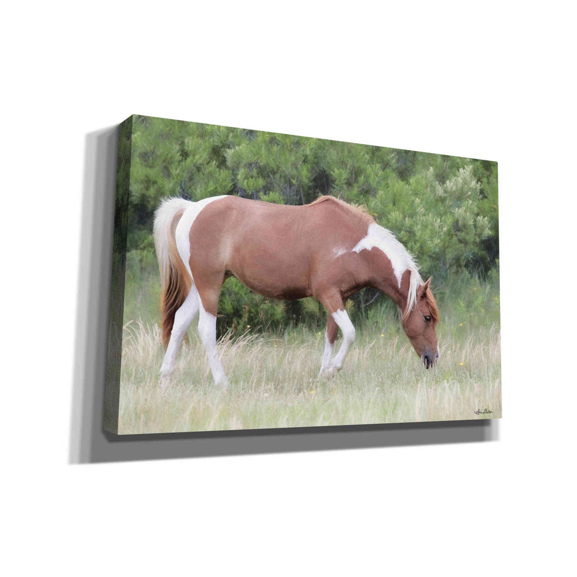 'Assateague Horse' by Lori Deiter, Canvas Wall Art