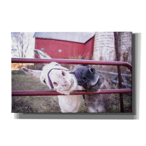 Image of 'Hey Donkeys II' by Donnie Quillen, Canvas Wall Art