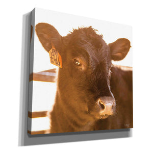 'Baby Cow I' by Donnie Quillen, Canvas Wall Art