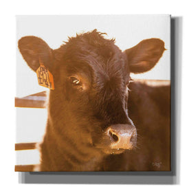 'Baby Cow I' by Donnie Quillen, Canvas Wall Art